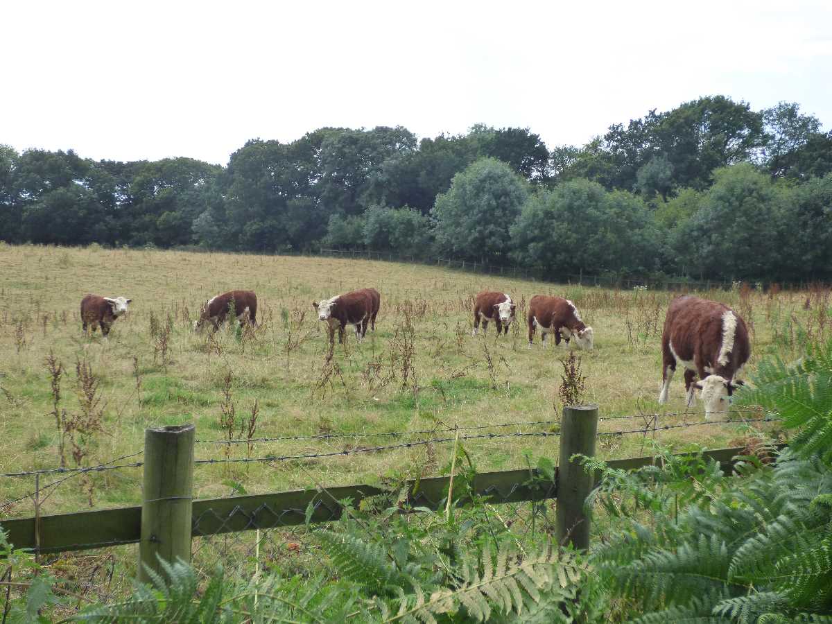 Sandwell Valley cows